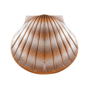 Shell Urn - Pearl